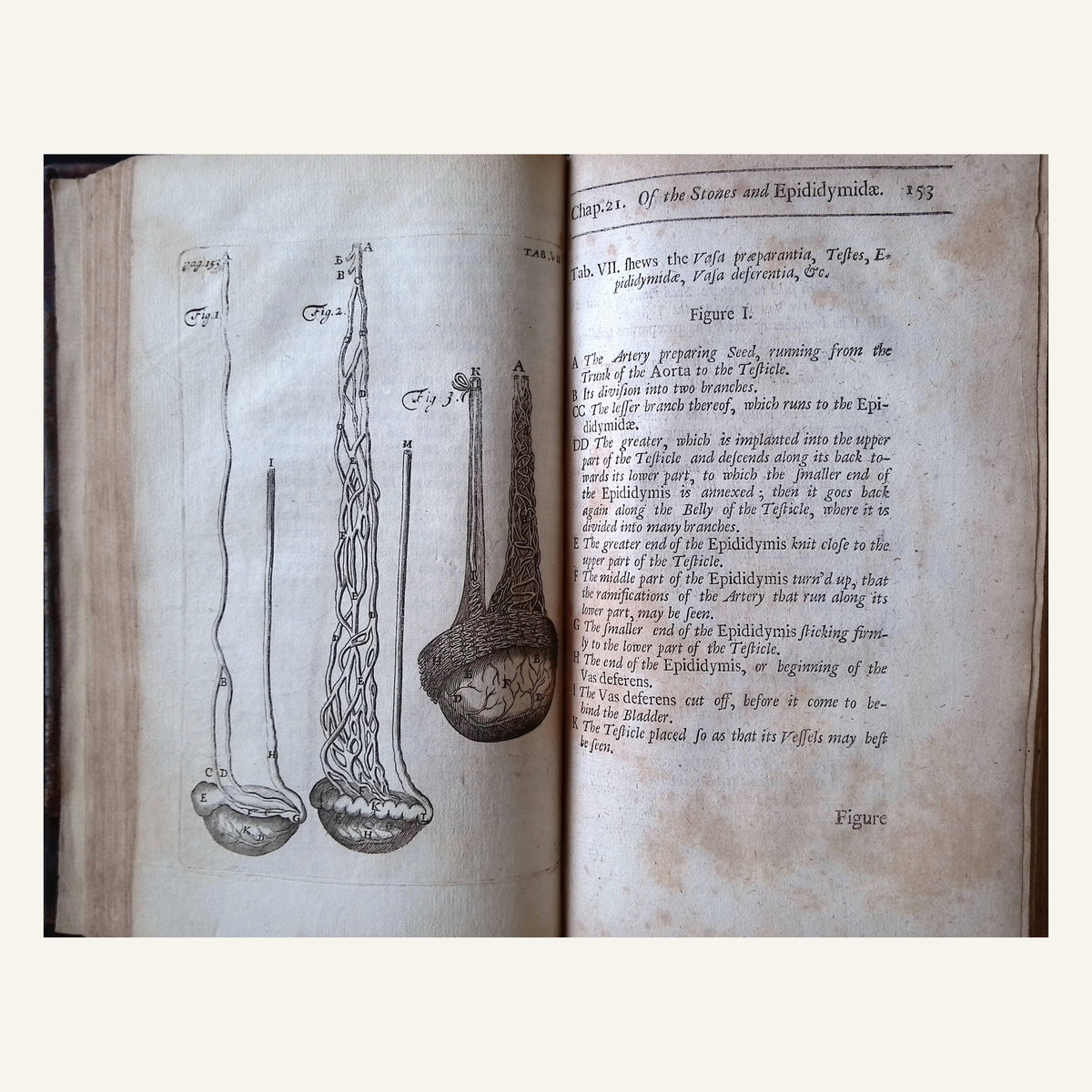 The Anatomy of Humane Bodies Epitomized Wherein All the Parts of Man's Body, with their Actions and Uses are Succinctly Described According to the Newest Doctrine of the Most Accurate and Learned Modern Anatomists. (The Fourth Edition etc.)