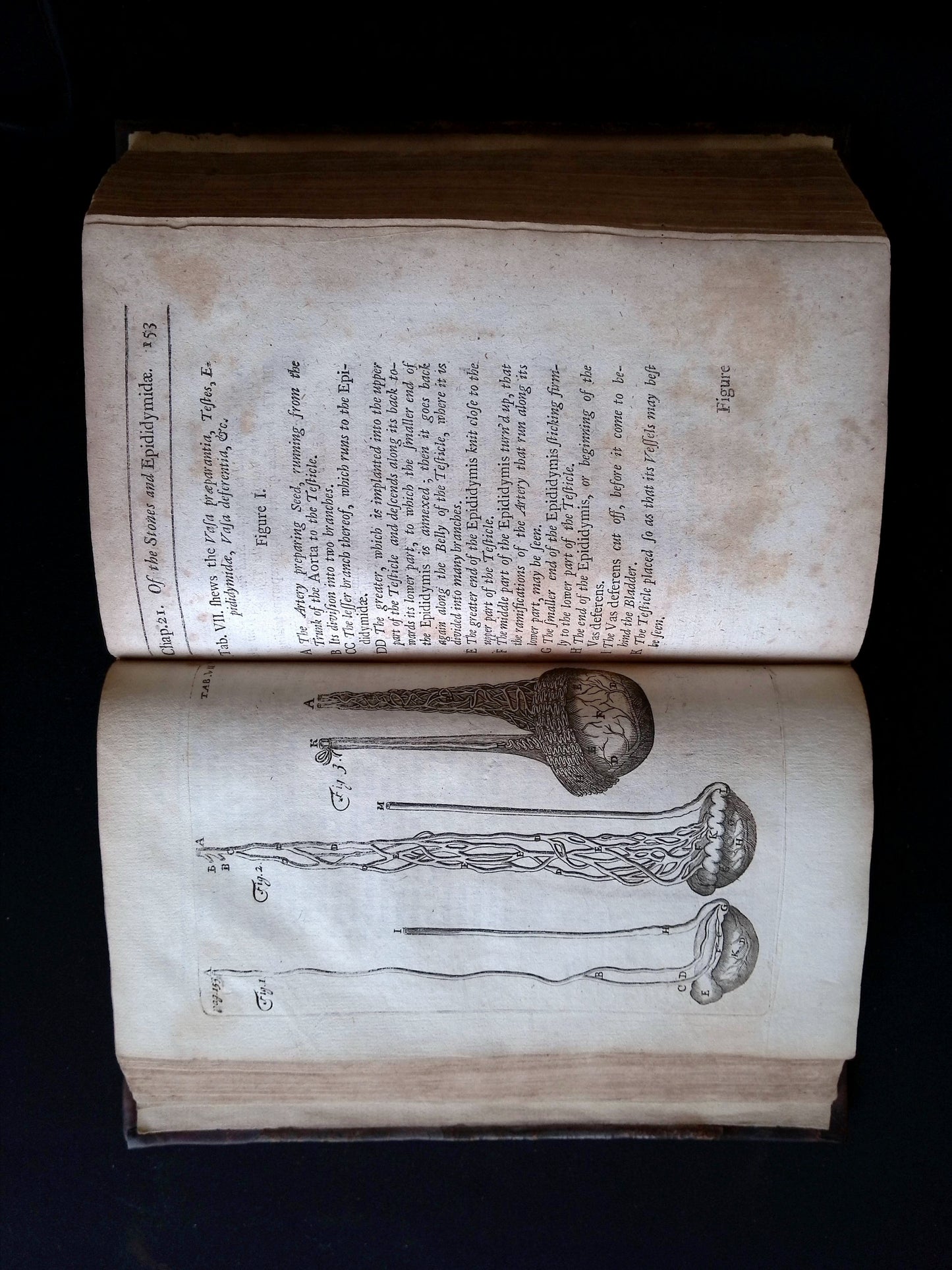 The Anatomy of Humane Bodies Epitomized Wherein All the Parts of Man's Body, with their Actions and Uses are Succinctly Described According to the Newest Doctrine of the Most Accurate and Learned Modern Anatomists. (The Fourth Edition etc.)